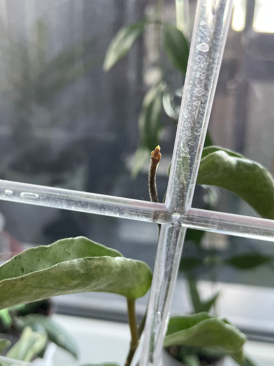 Новый рост на конце сухого уса