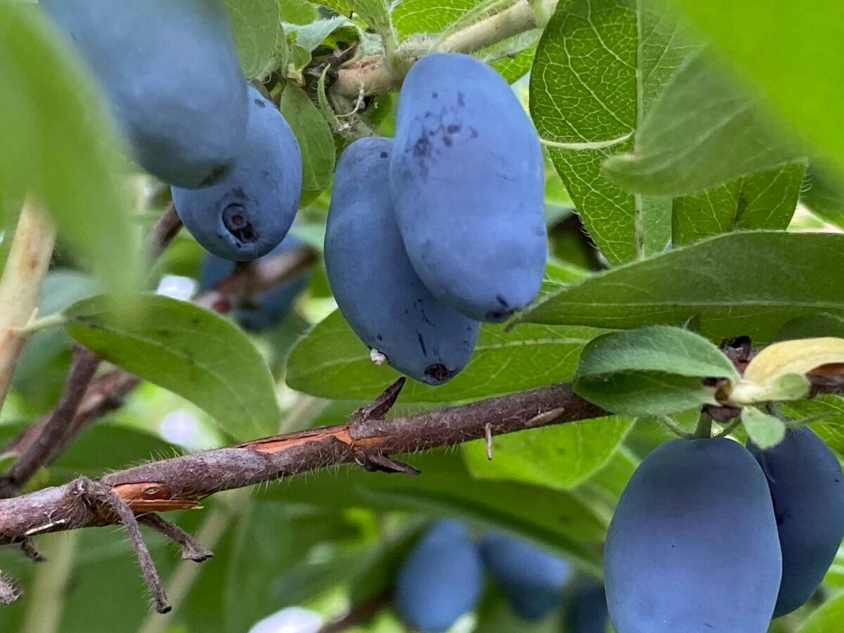 Вкус словами не передать, главное соблюдать правила ухода и знать несколько тонкостей