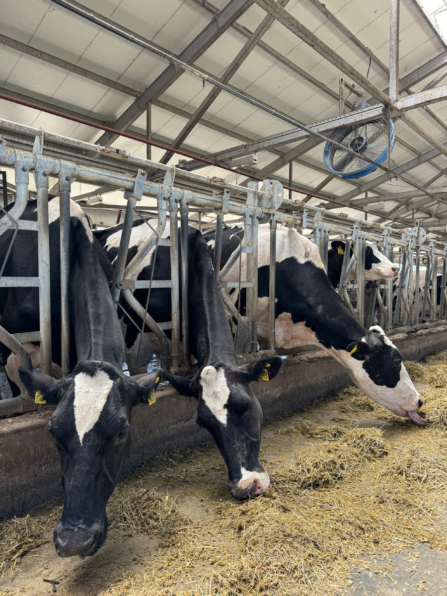 Коров здесь ласково называют девочки