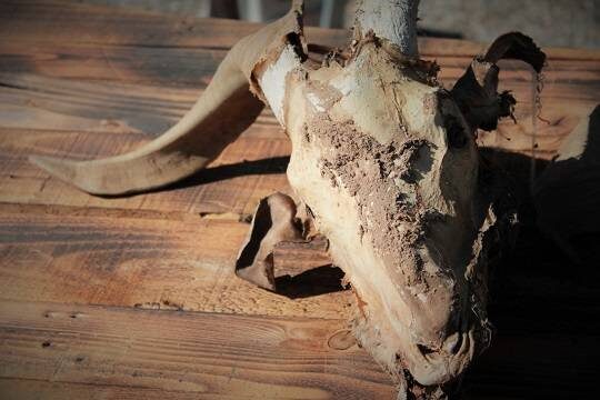    В Госдуме выступили за запрет сатанизма