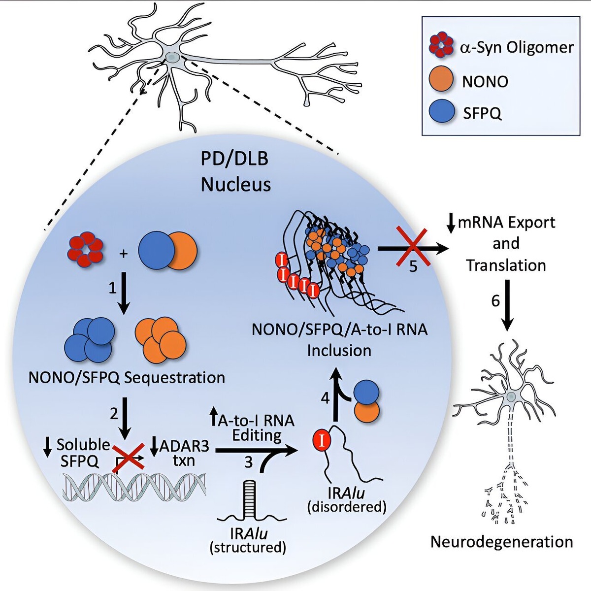    Neuron