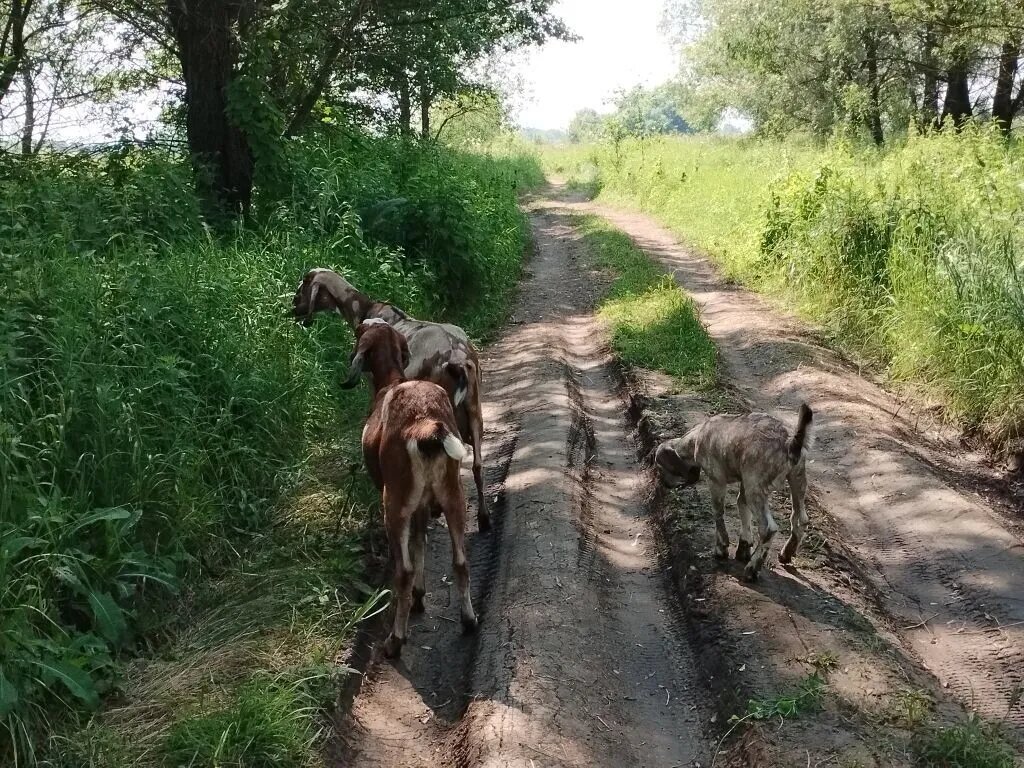 Афина с дочками.