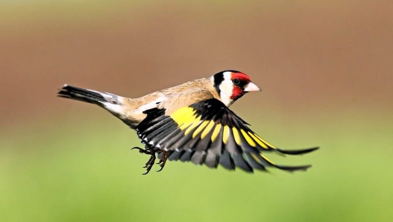  Представители рода Carduelis отличаются средними размерами. У них короткий, конусообразный, довольно мощный клюв. Птицы этого вида имеют плотное телосложение, круглую голову и короткую шею. 