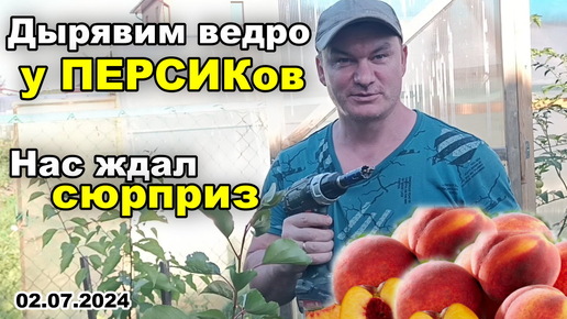 Делаем ДРЕНАЖ у ПЕРСИКов. Как вырастить персики в ведре в холодном климате 02.07.2024