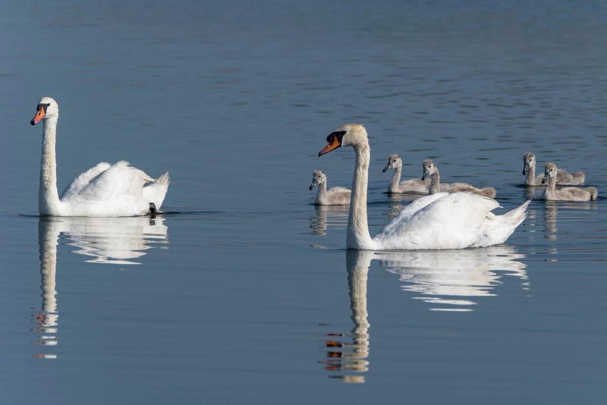 Лебеди Суджукской косы