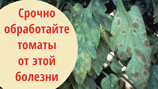 НАЧНИТЕ БОРЬБУ С КЛАДОСПОРИОЗОМ пока не поздно. Бурые пятна на листьях томатов