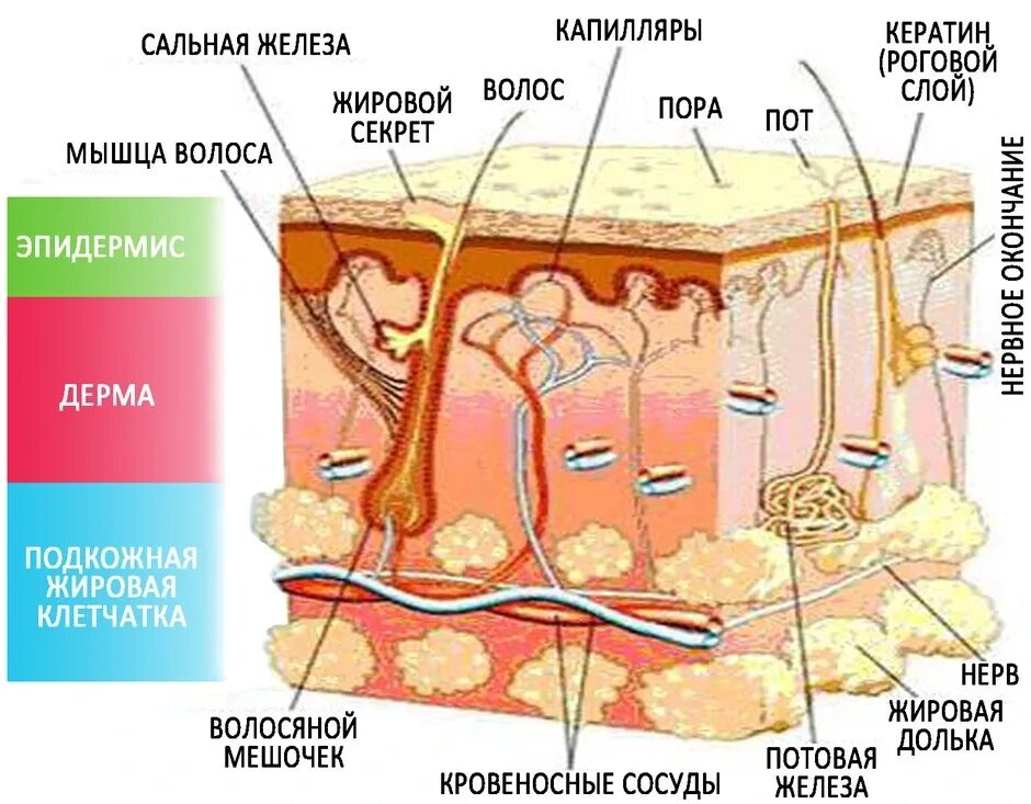 Схема строения кожи