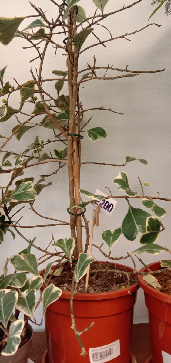 Такой Фикус с красивыми листочками.