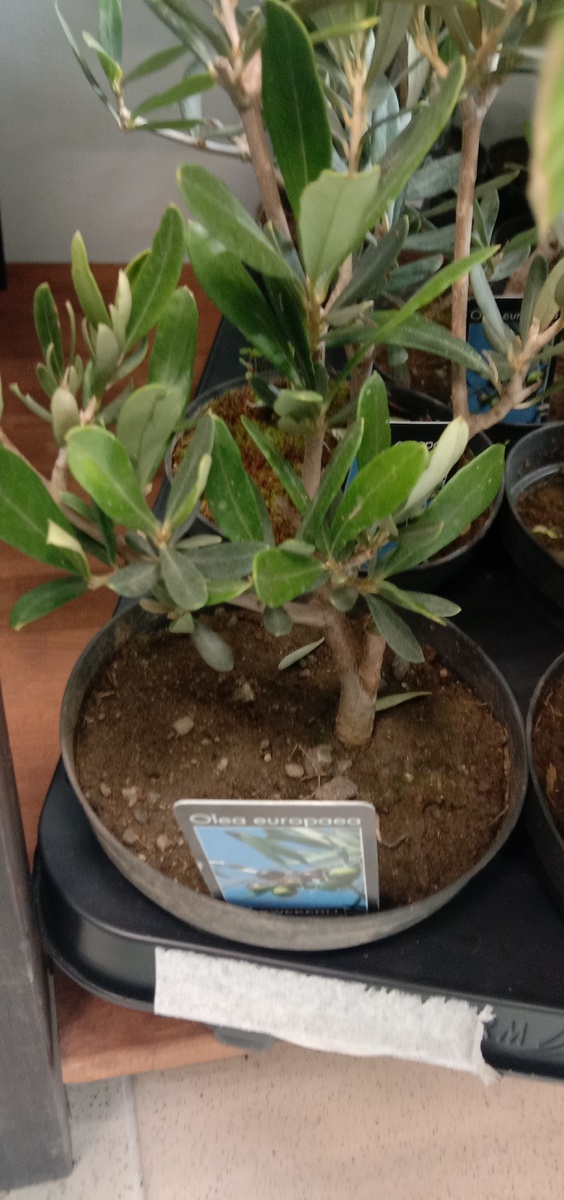 Оливковое дерево