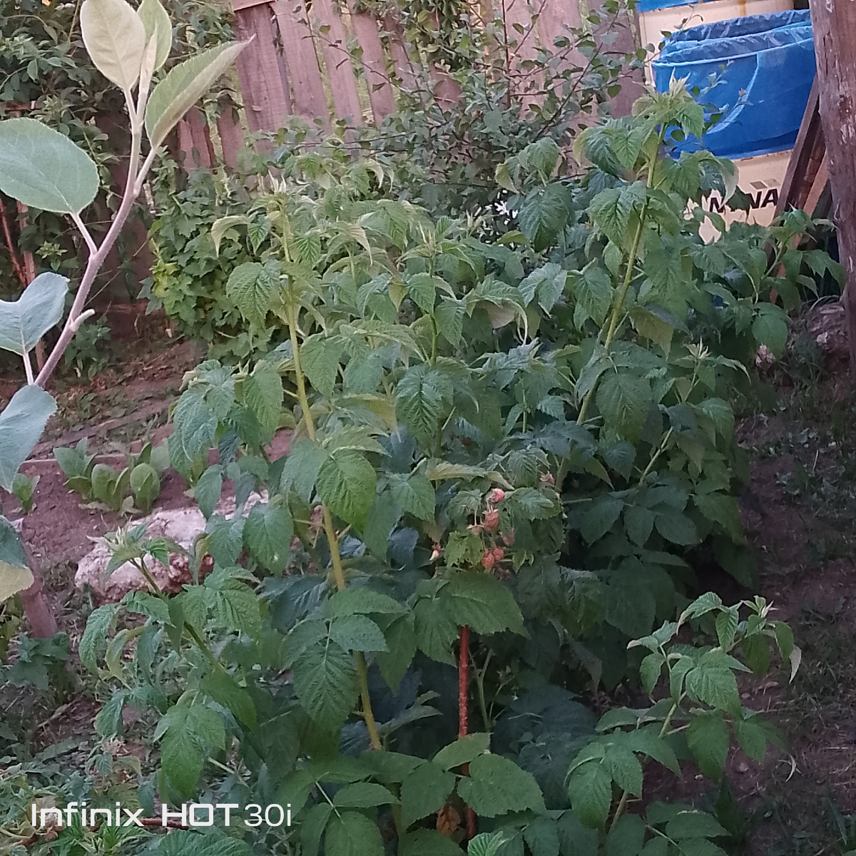 Ягода- малина. Уже едим, но мало, ещё не вся готова! 