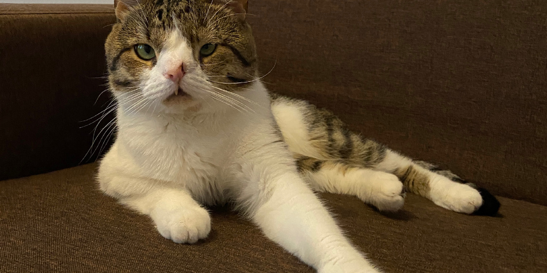 Про одну из особенностей кота Милки