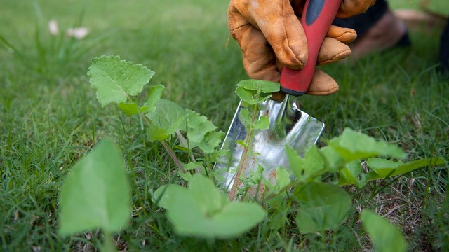 Борьба с сорняками — серьезная составляющая дачной жизни. 