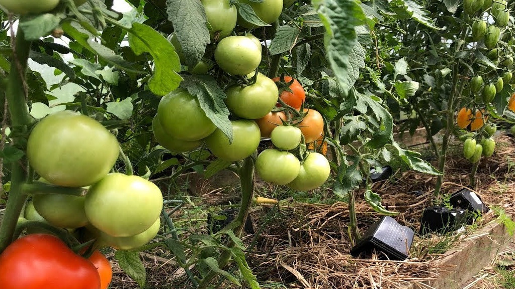В июле томаты требуют к себе особого внимания. Дачник должен стремиться повысить урожайность всеми доступными способами.