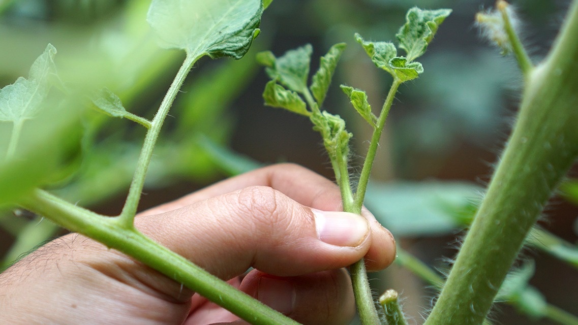 Двойных верхушек, пасынков также не должно быть на кустах. 