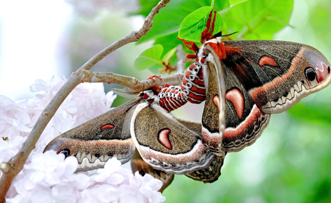 Лат. Hyalophora cecropia. Фото: supercats-club.ru