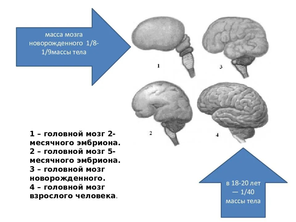 Еще один познавательный рисунок