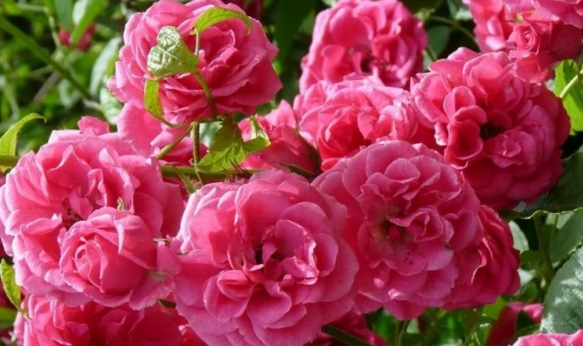 Роза 🌹 дамасская