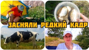 ДЕРЕВЕНСКИЙ ВЛОГ 🏡 СНАЧАЛА РАБОТА, ПОТОМ РЫБАЛКА 🐠 РЕДКИЙ КАДР ПОПАЛ НА ВИДЕО🐂🐦НАЛОВИЛИ ВЕДРО РЫБЫ