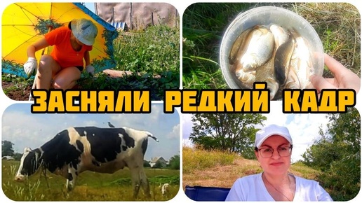 ДЕРЕВЕНСКИЙ ВЛОГ 🏡 СНАЧАЛА РАБОТА, ПОТОМ РЫБАЛКА 🐠 РЕДКИЙ КАДР ПОПАЛ НА ВИДЕО🐂🐦НАЛОВИЛИ ВЕДРО РЫБЫ