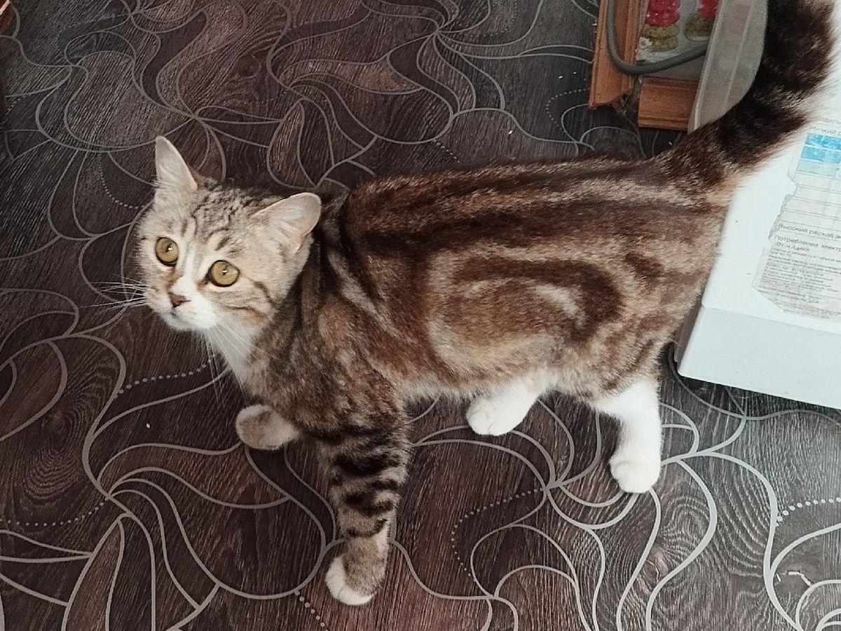 Кошка красивая от носика до кончика хвоста