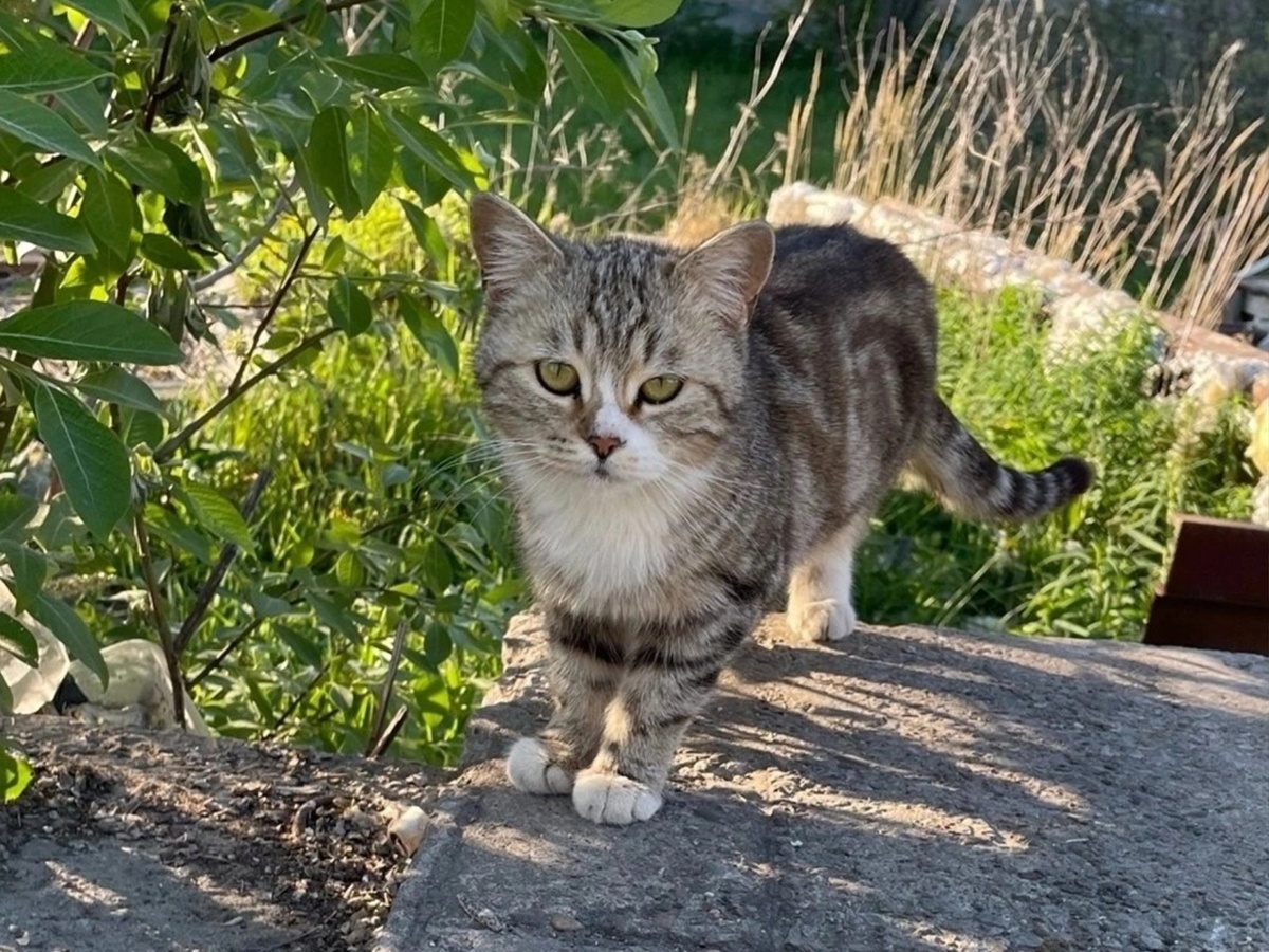 Больше месяца кошка скиталась на теплотрассе