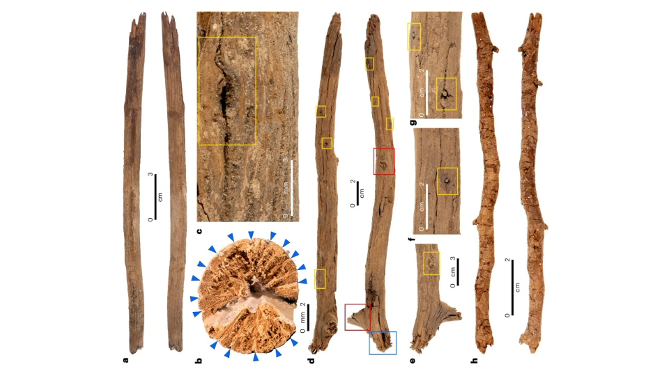   Bruno David et al. / Nature Human Behaviour, 2024