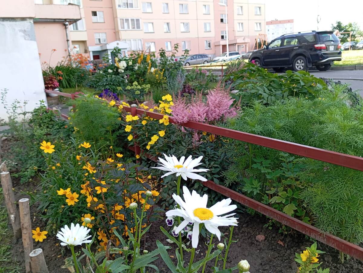Клумба отвоевывает новую территорию у пустыря. За заборчиком.