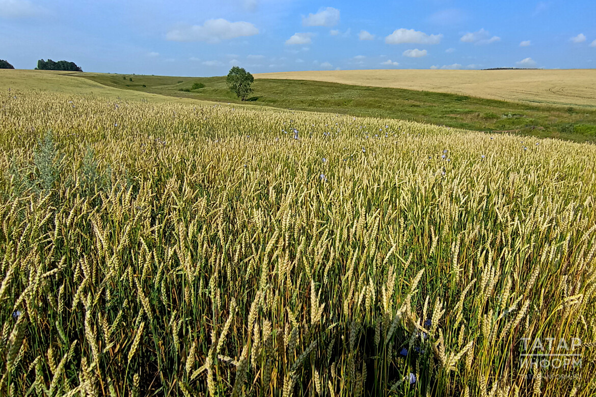 ​Всего посевами в республике занято 2,7 млн га, в том числе на зерновые и зернобобовые культуры приходится более 1,3 млн га. Фото: © Султан Исхаков / «Татар-информ»