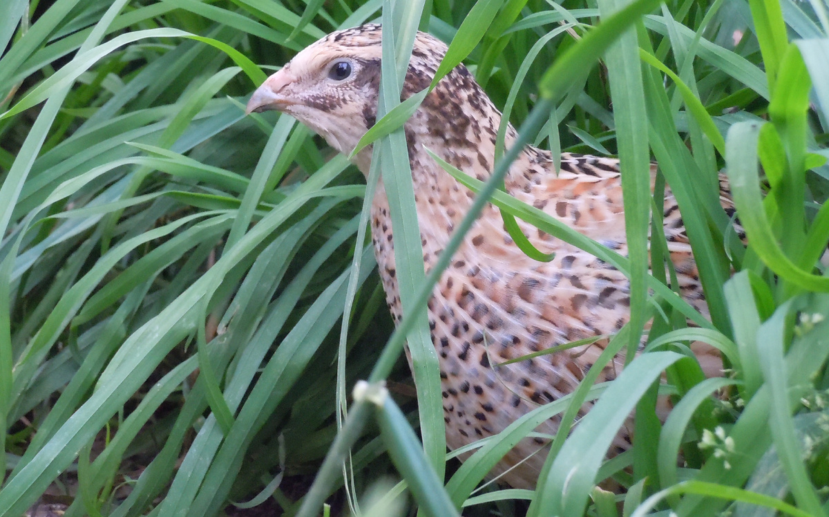 Фото: silvieLi/Pixabay.com