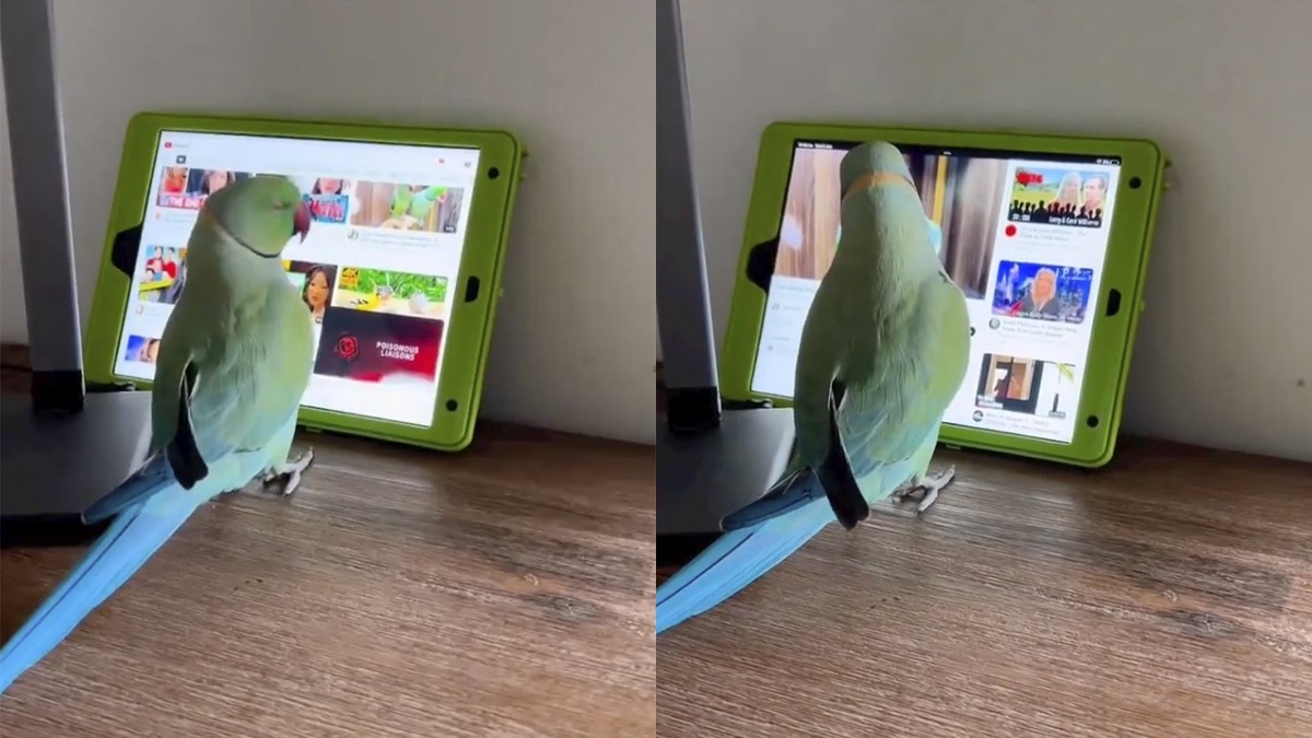 Попугая по кличке Пуки в течение двух лет обучали, как пользоваться гаджетом, и теперь он свободно ориентируется в интерфейсе популярного видеохостинга, пишут «Нейроновости».