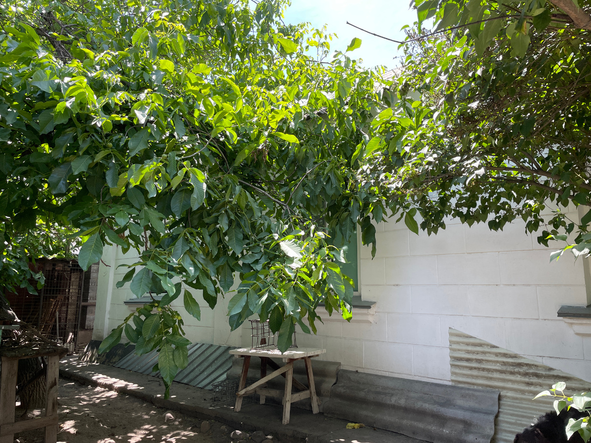 Во дворе растут, в основном, ореховые деревья. Они же дают сильную тень