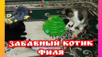 Забавный котик Филя.