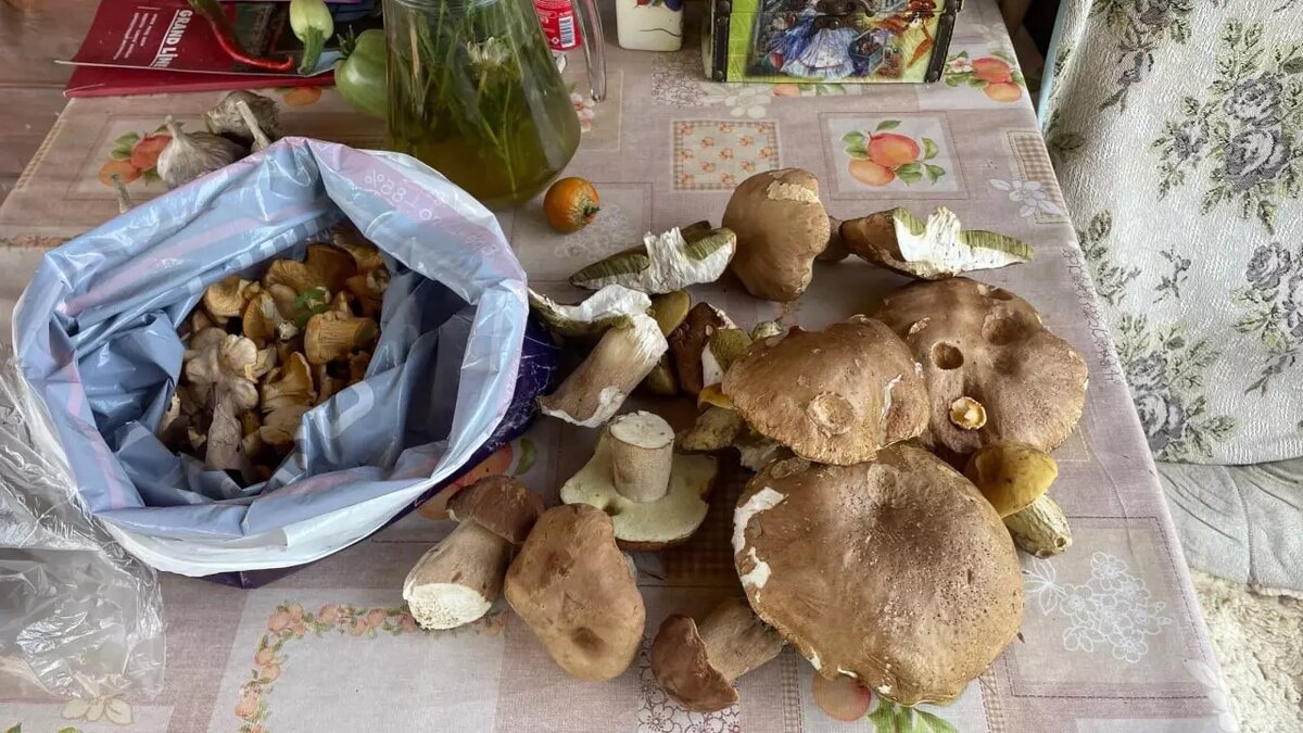     Автор: Наталья Б. Источник: vk.com/gribmestann