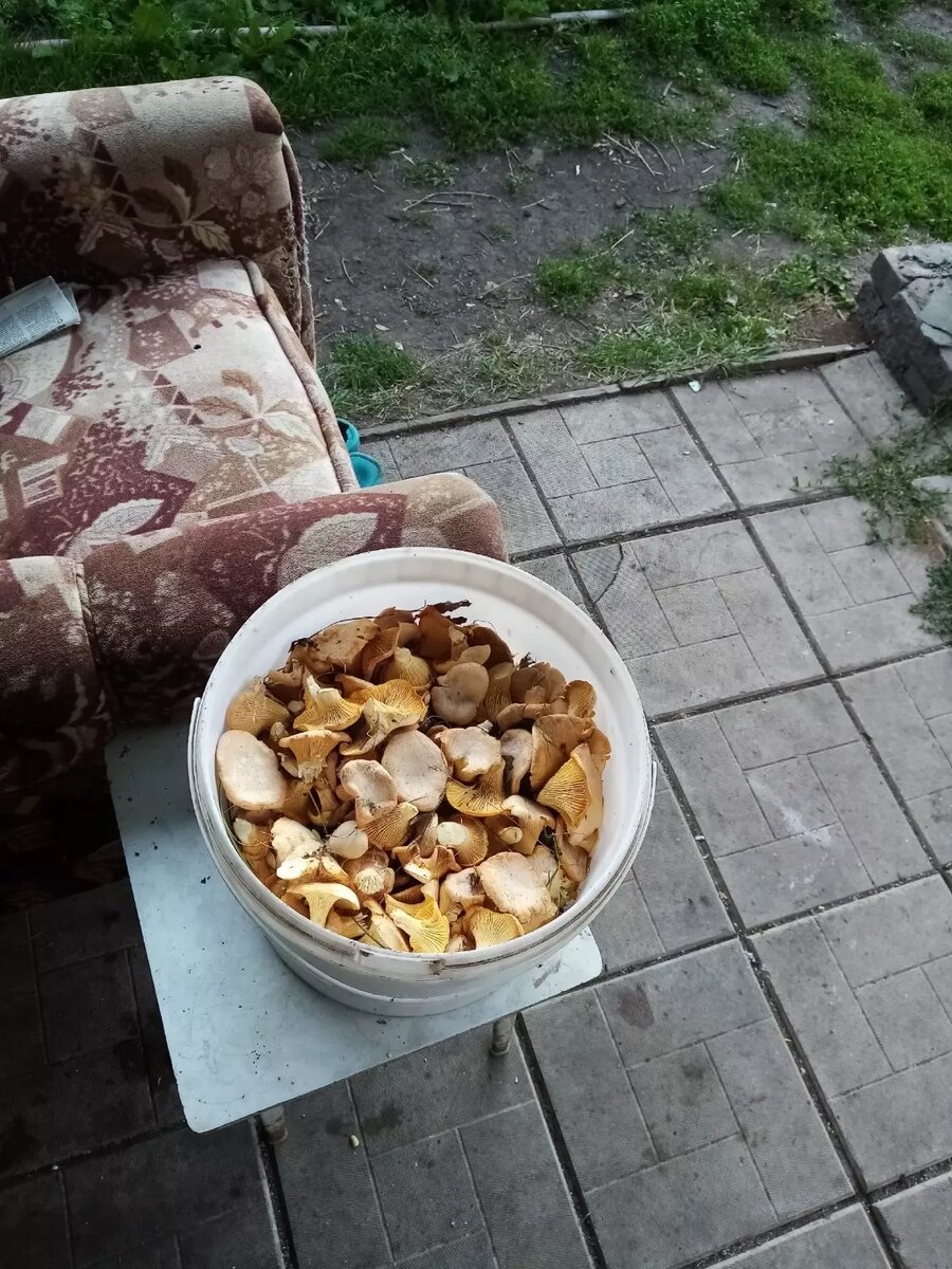     Автор: Роман К. Источник: vk.com/gribmestann