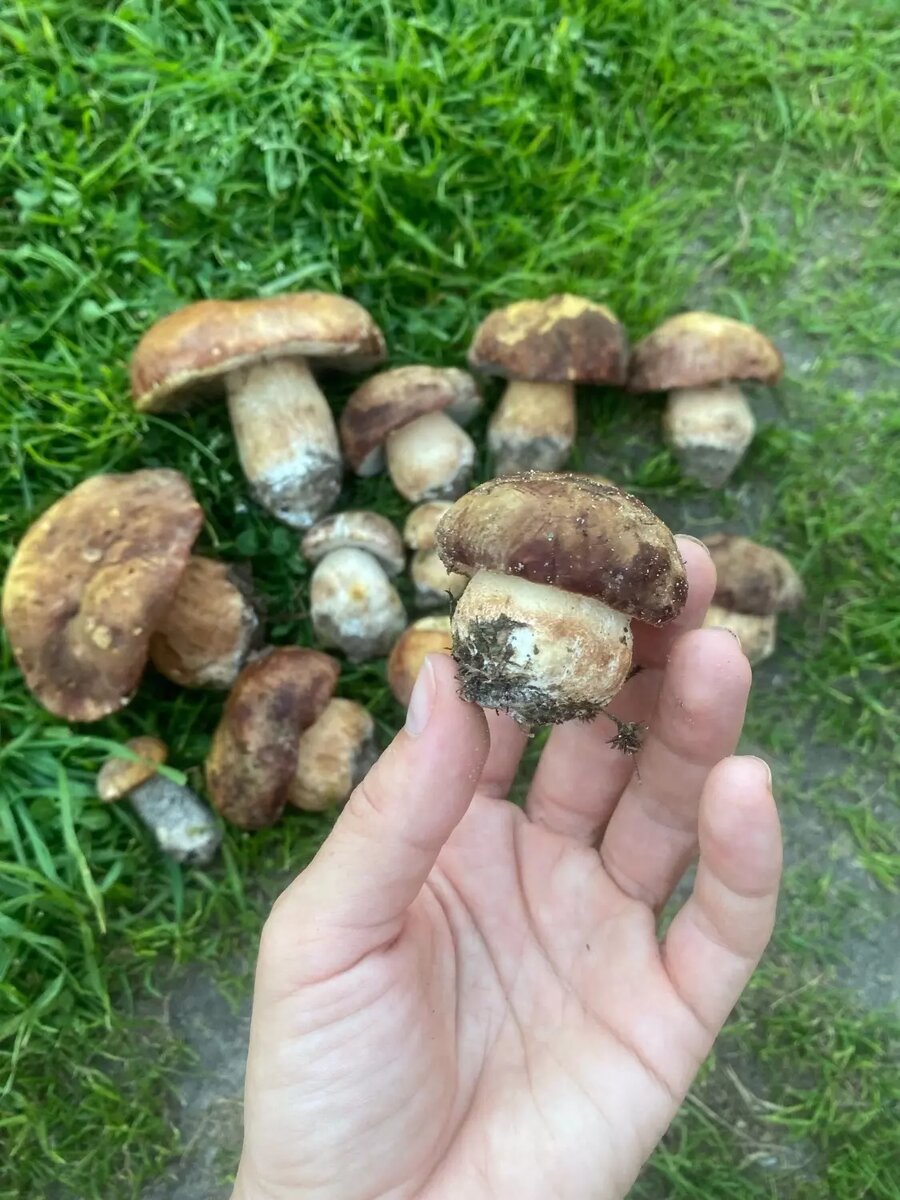     Автор: Юлия Ю. Источник: vk.com/gribmestann