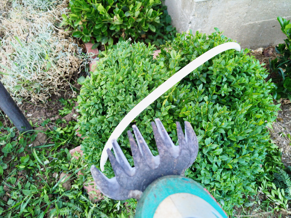 Процесс стрижки.