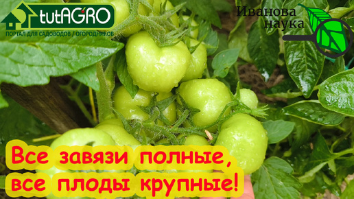 КАЖДЫЙ ЦВЕТОК ДАСТ ЗАВЯЗЬ, КАЖДЫЙ ТОМАТ - КРУПНЫЙ! Обзор средств для повышения завязываемости плодов томатов.