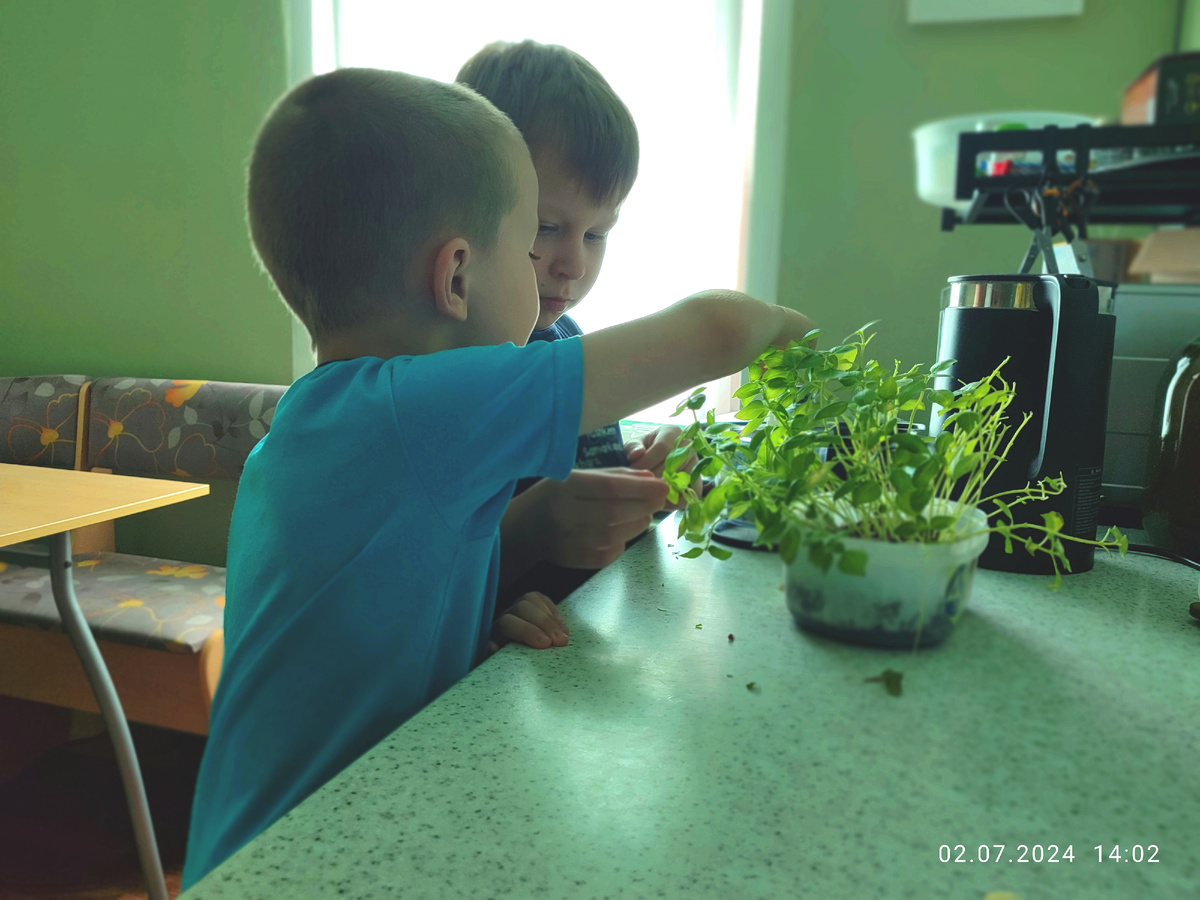 Вадим с Пашей обдирают базилик