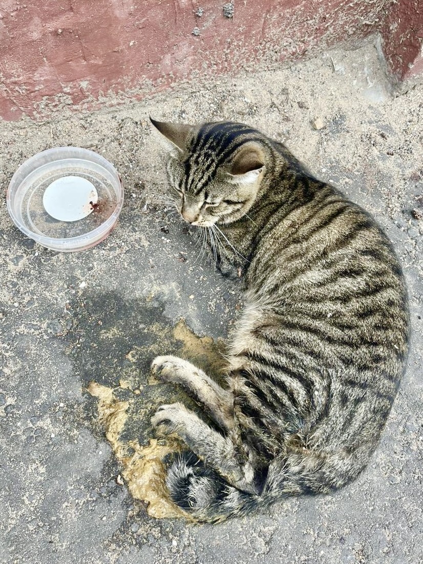 Таким кота нашел неравнодушный человек и отвез в ветеринарную клинику УрбанВет 
