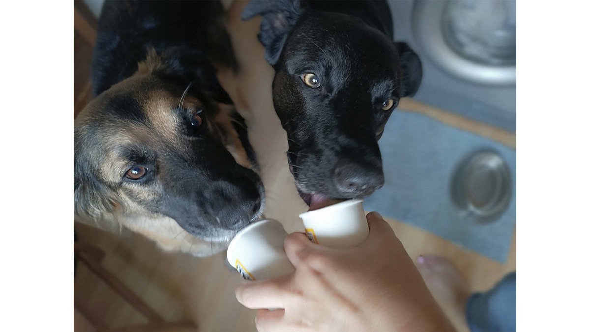 Такой подарок будет полезен и приятен собакам в жару. Питомцам не стоит давать обычное мороженое, в нем слишком много сахара и лактозу взрослые особи не усваивают.