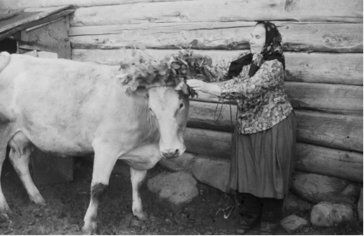 Венчание коровы на Троицу. Деревня Шумилово, Смоленская обл., 1980-е. Фото М.Н. Власовой 