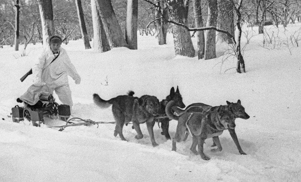 Транспортировка пулемета на ездовых собаках. 1942 год.
Фото: Леонид Великжанин/ИТАР-ТАСС