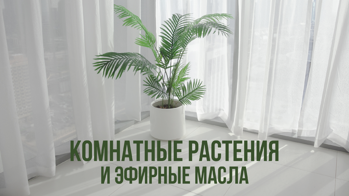 Эфирные масла для комнатных растений
