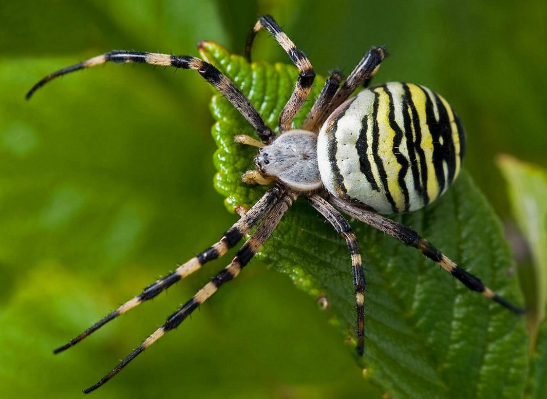 Глядя на фото огромных пауков из Австралии, мы с облегчением вздыхаем — хорошо, что у нас такого нет. А вы уверены?