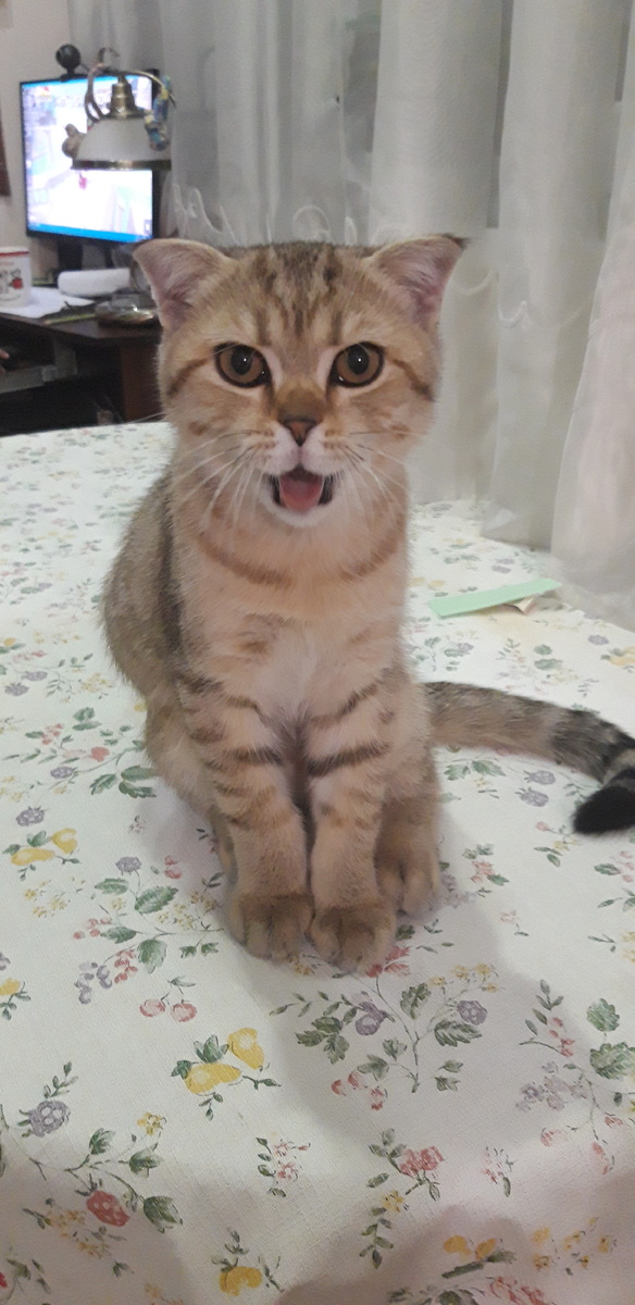 Вот фоточка... Я вам тут язык покзал, но вы не обижайтесь я не дразнюсь!!! Алиса просто сфоткала меня, когда я зевал.