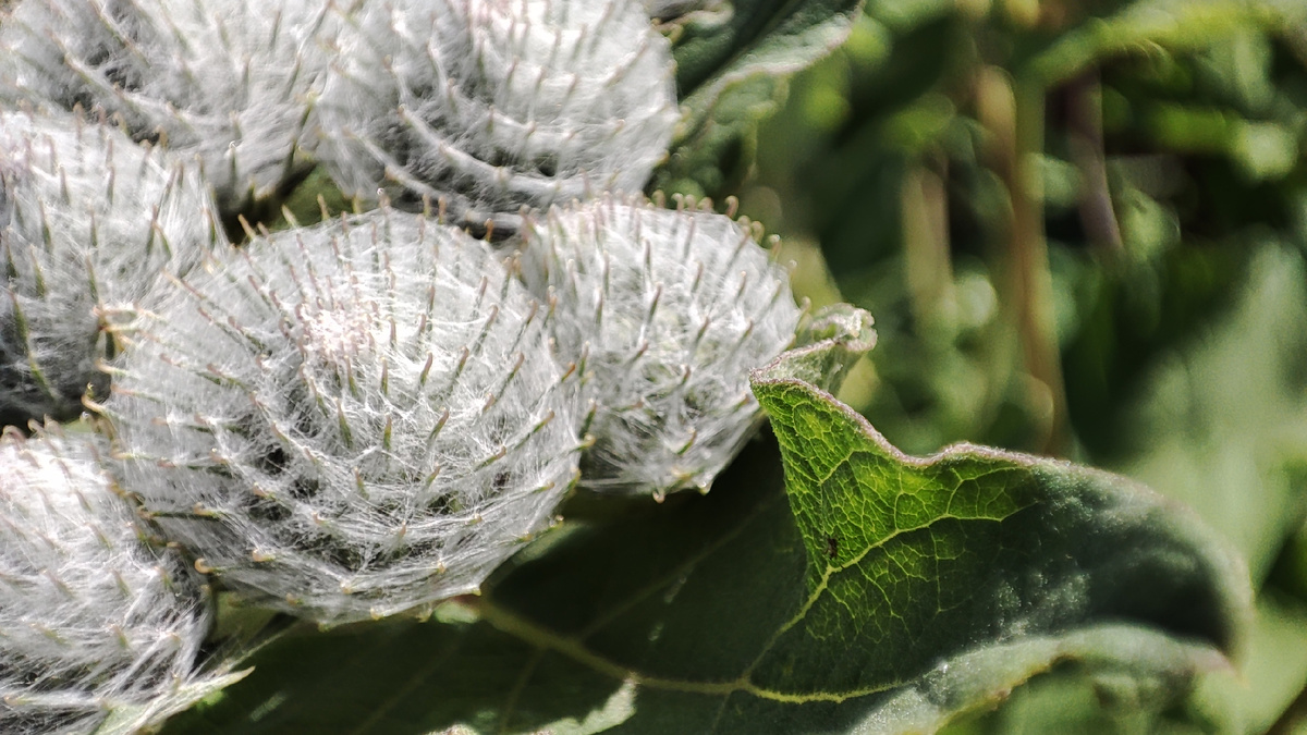 Цветок лопуха