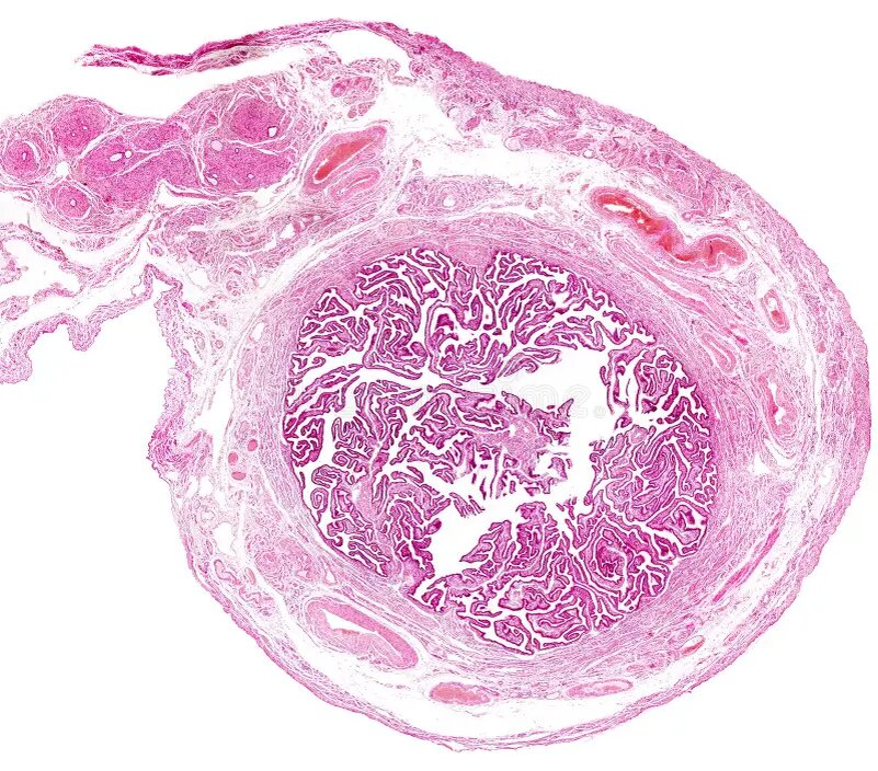 Срез маточной трубы. "Лабиринт" для яйцеклетки