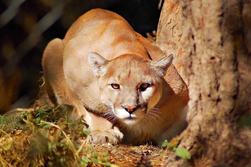 Источник:  animaljournal.ru