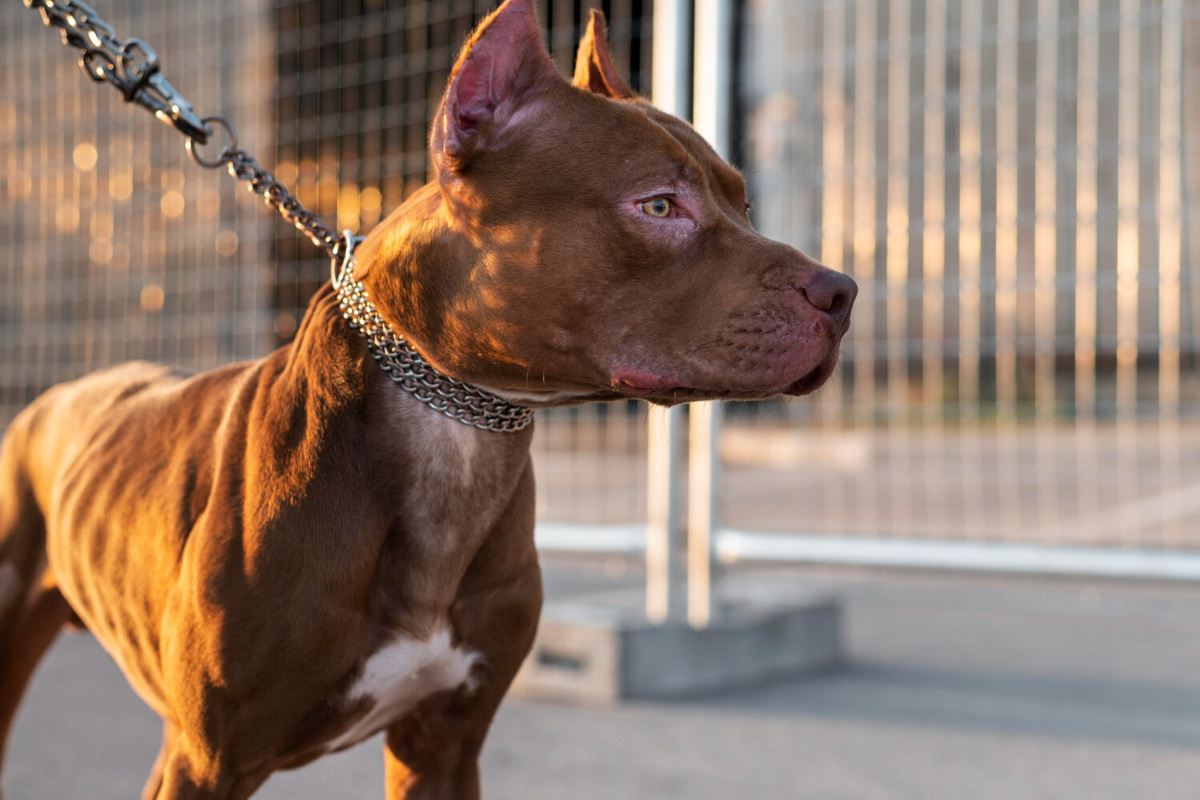     Россиянам могут запретить оставлять собак на привязи около магазина: какой штраф грозит нарушителю?