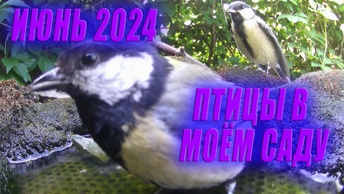 Птицы в моём саду за июнь 2024 года